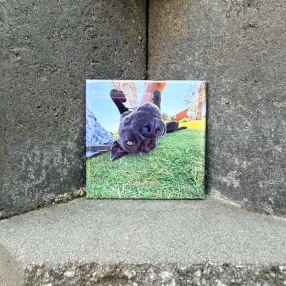 Square magnet with a dogs face on it, placed on a concrete surface.
