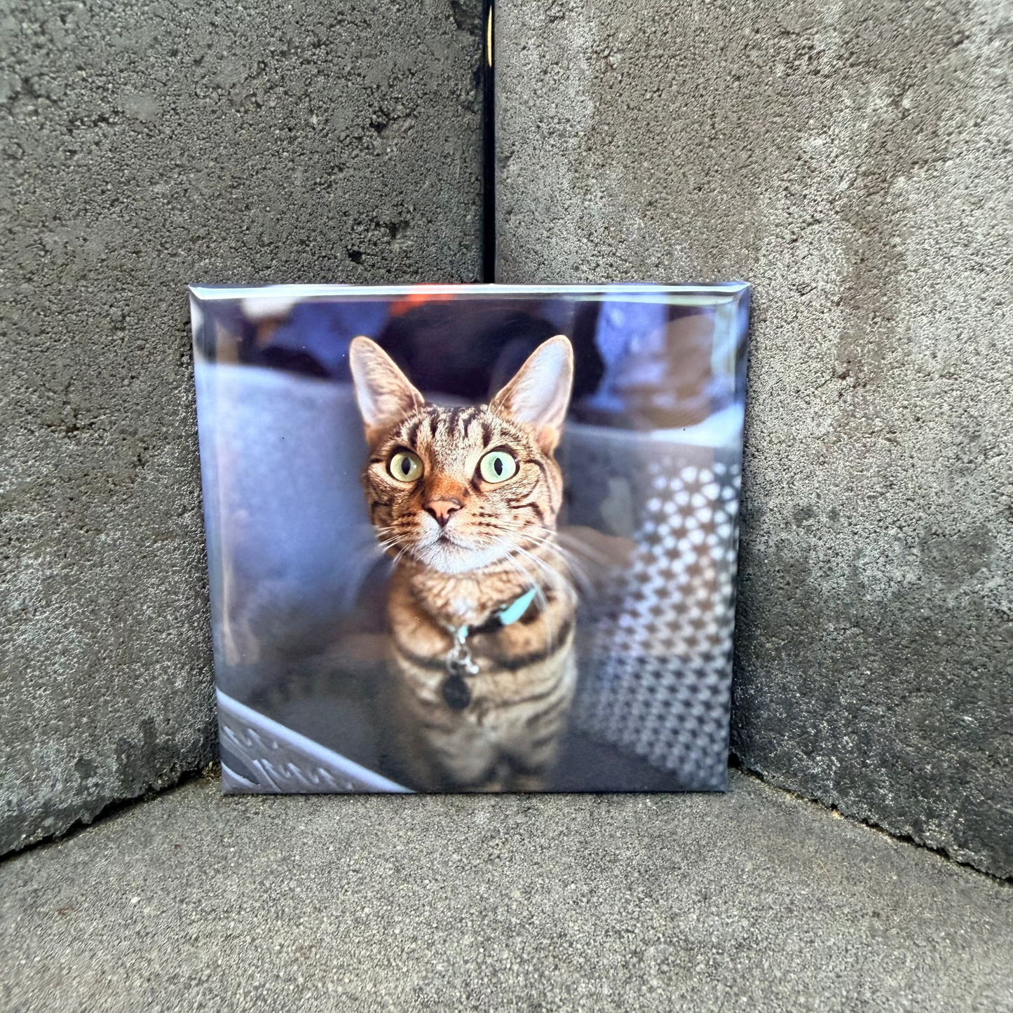 Square magnet of a cat on a textured concrete surface